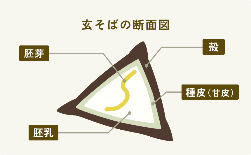 玄そばの断面図
